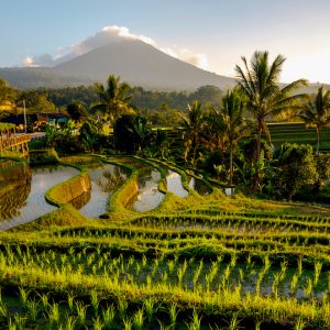 Private Jatiluwih Rice Terrace Trekking Experience & Angsri Natural Hot Spring