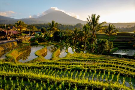 Private Jatiluwih Rice Terrace Trekking Experience & Angsri Natural Hot Spring