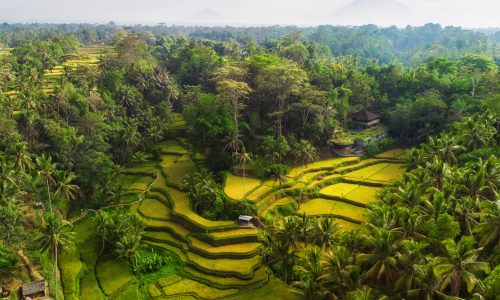 View,Of,Tegalalang,Rice,Terrace,,Bali